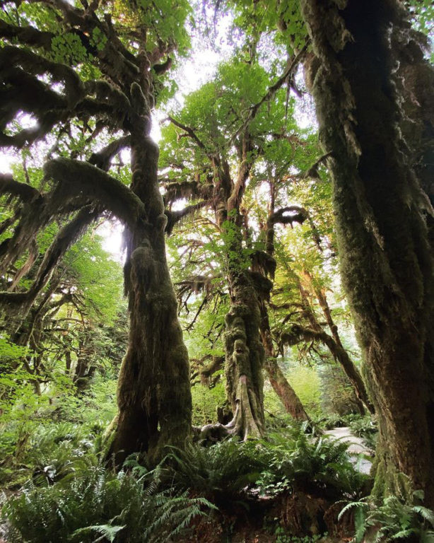 Hall of Moss | Hoh Rainforest | Olympic National Park, Washington, USA Hall of Moss | Hoh Rainforest | Olympic National Park, Washington, USA